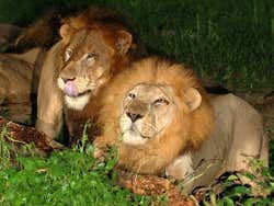Lions au Night Safari